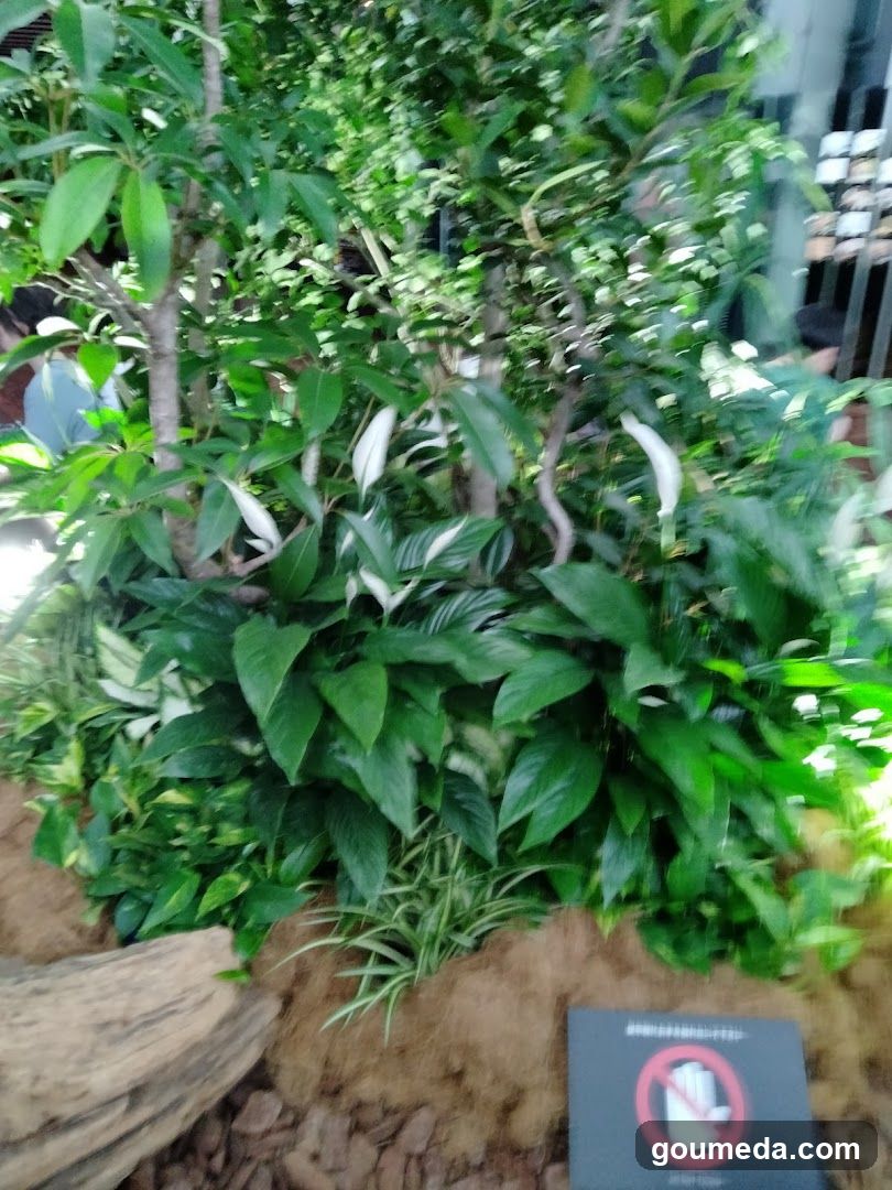 フコク生命（いのち）の森